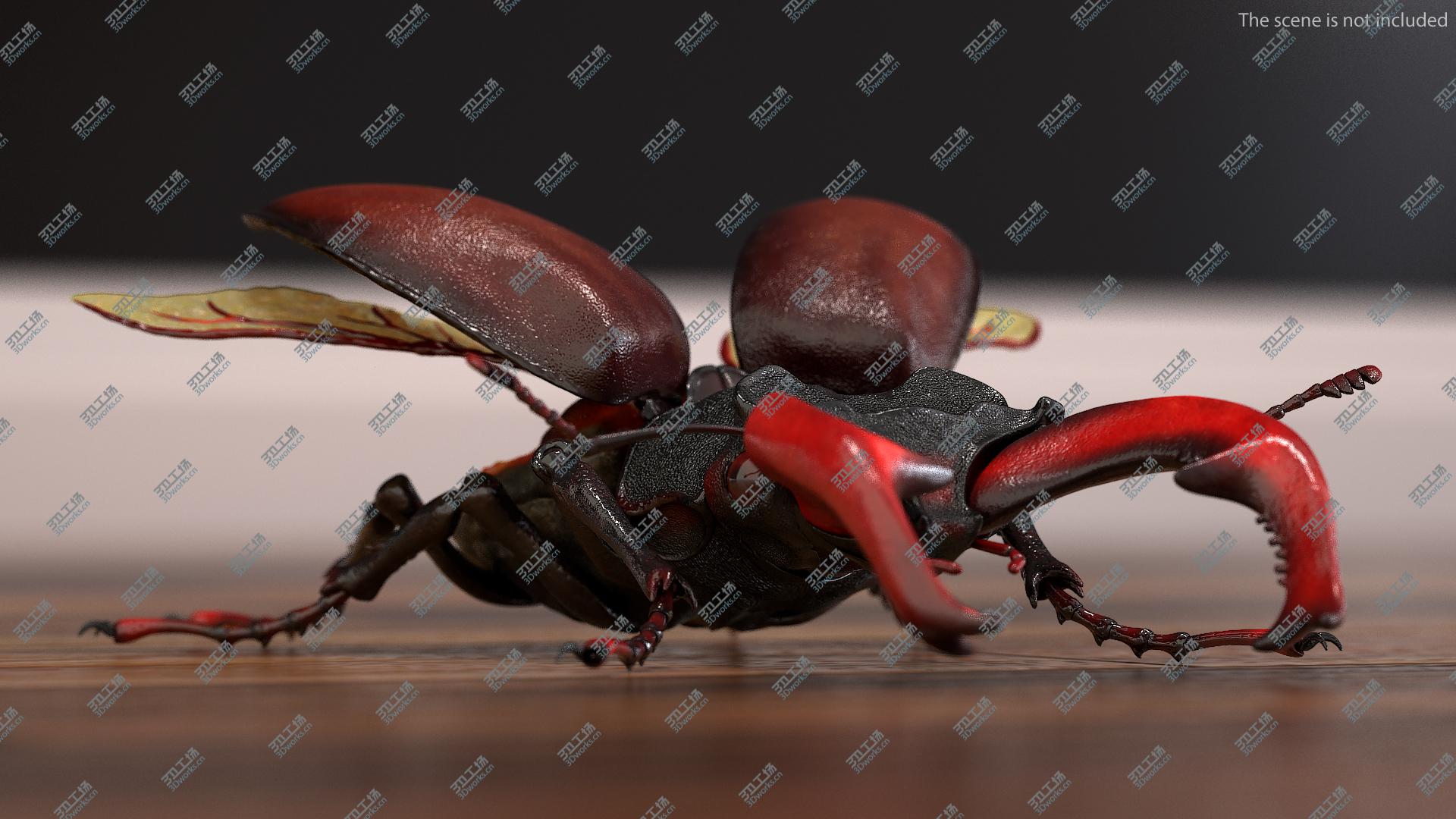 images/goods_img/2021040164/Lucanus Cervus Stag Beetle 3D model/5.jpg